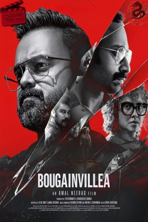 Bougainvillea 2024
